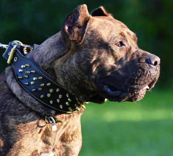 The "Crown" Dog collar black
