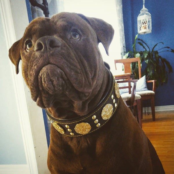 The "Maximus" Leather brown dog collar