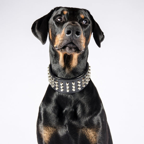 The "Stud" Black leather collar dog